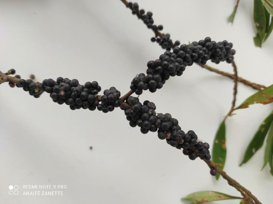 Myrsine coriacea fruit
