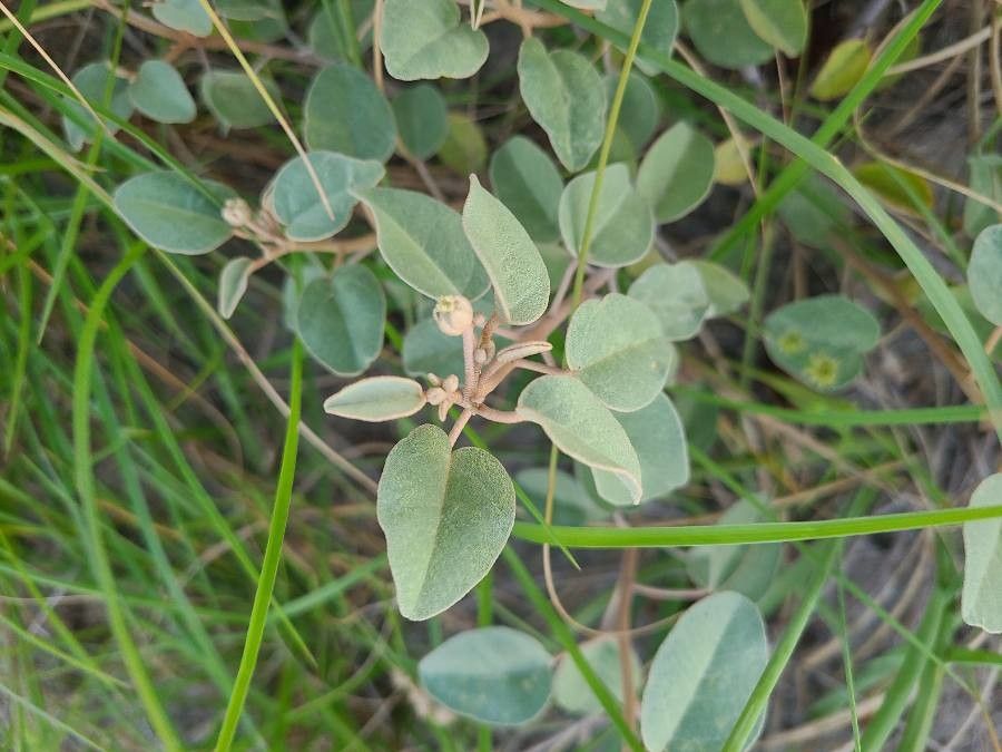 Croton punctatus — houseplant care guide