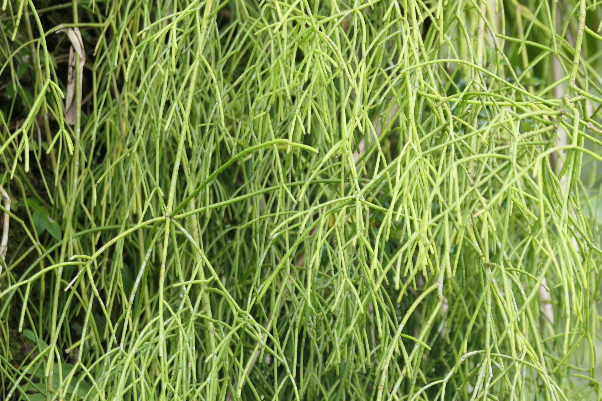 Rhipsalis juengeri bark