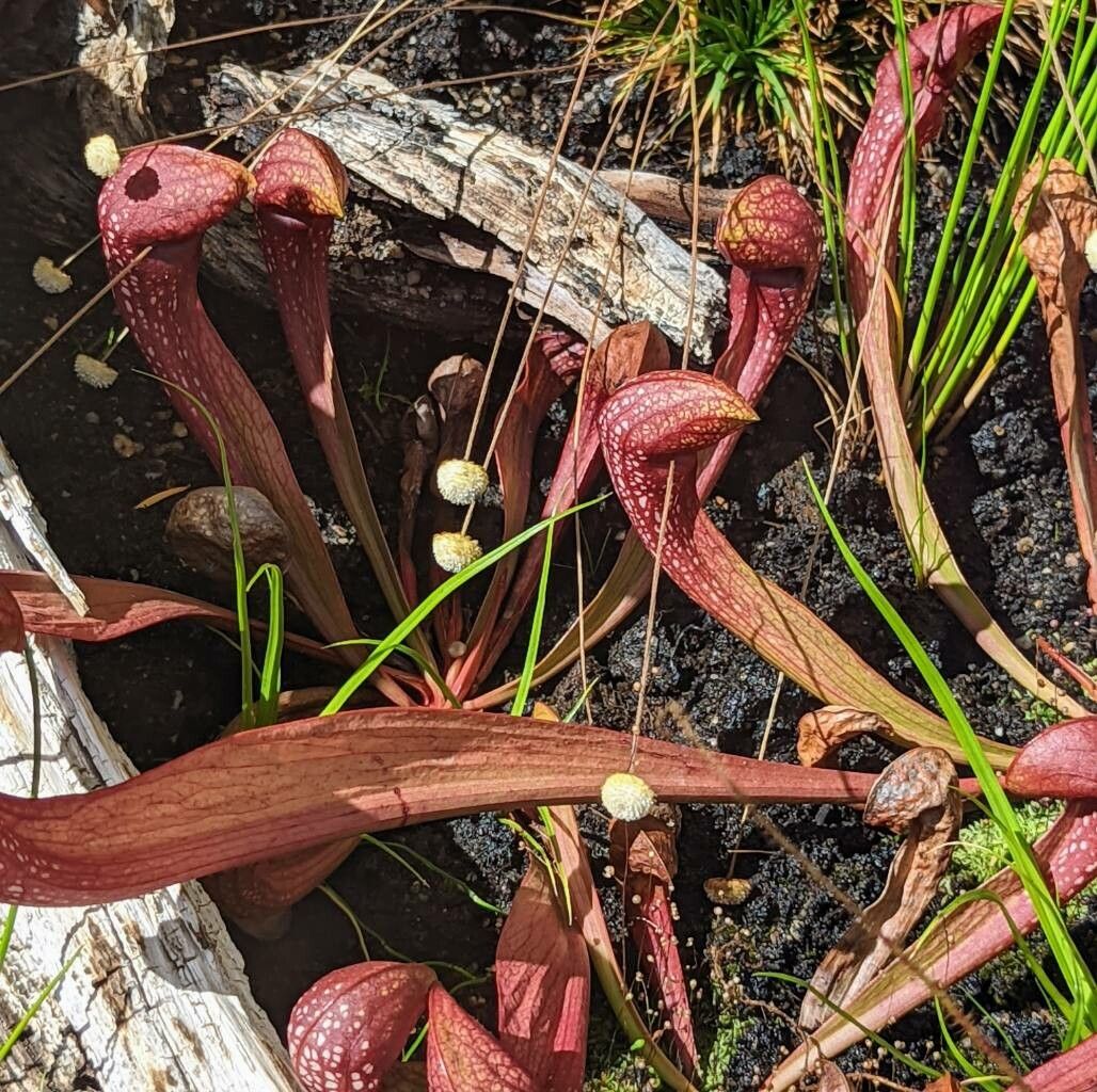 Sarracenia psittacina leaf