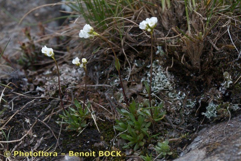 Draba fladnizensis habit