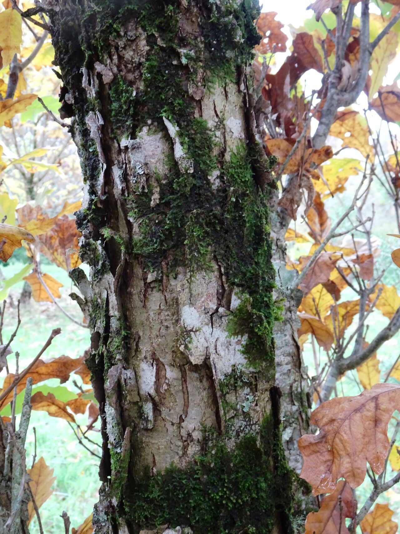 Quercus × bimundorum bark