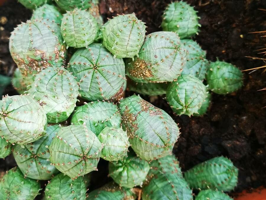 Euphorbia pseudoglobosa bark