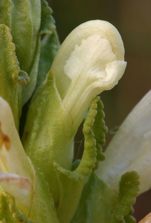 Pedicularis crenulata flower