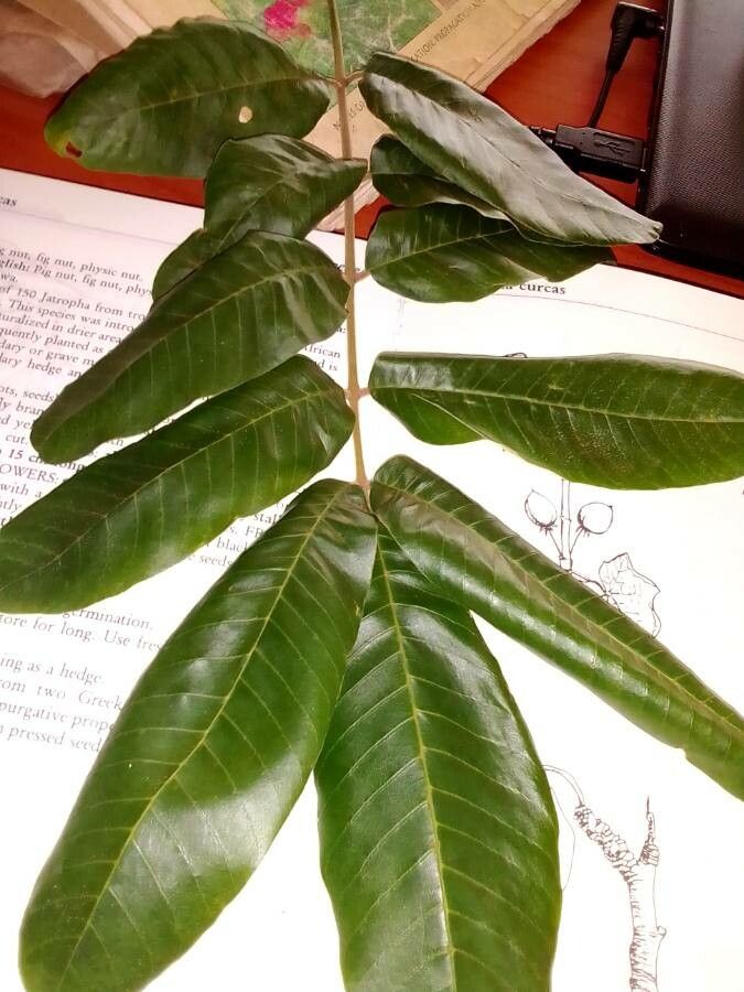 Trichilia dregeana — search result for 'Eastern South Africa'