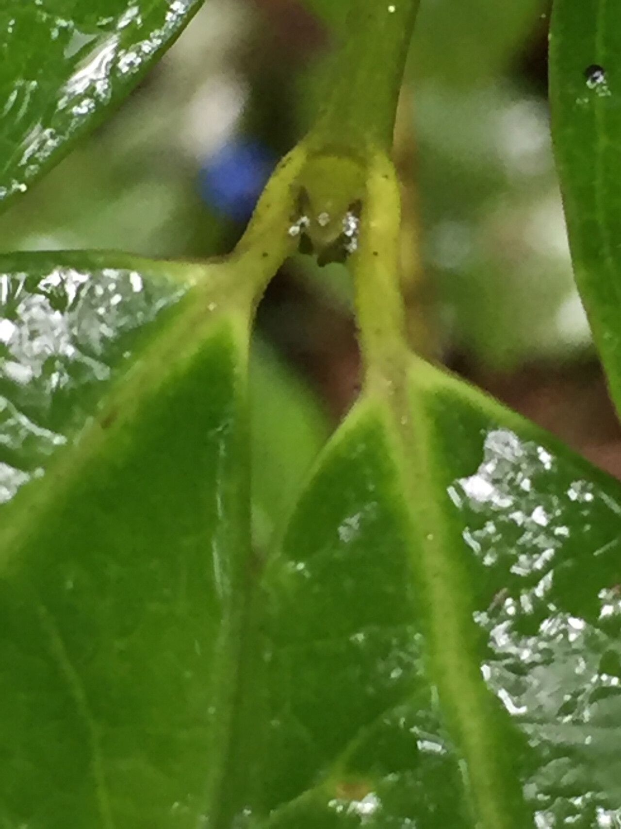 Saldinia axillaris leaf