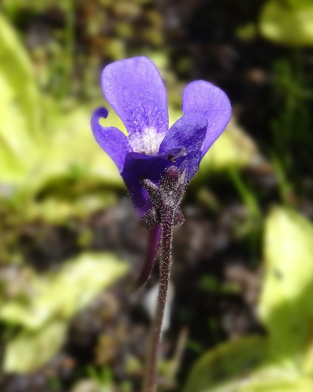 Pinguicula vulgaris flower