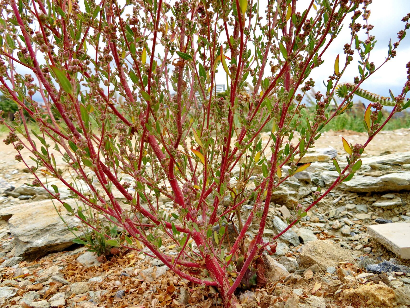 Chenopodium chenopodioides habit