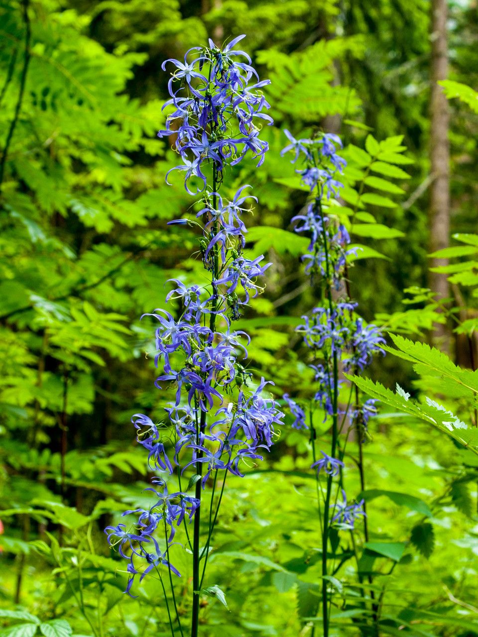 Campanula trichocalycina — houseplant care guide