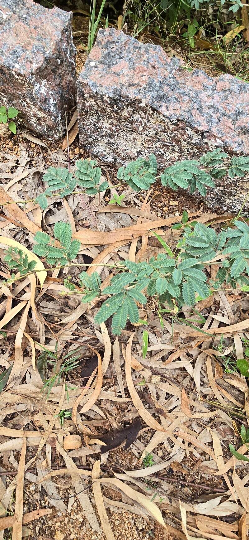 Vachellia drepanolobium — search result for 'Vachellia'