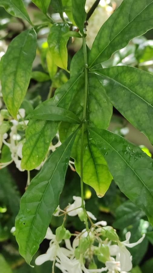 Clerodendrum wallii — search result for 'Clerodendrum'