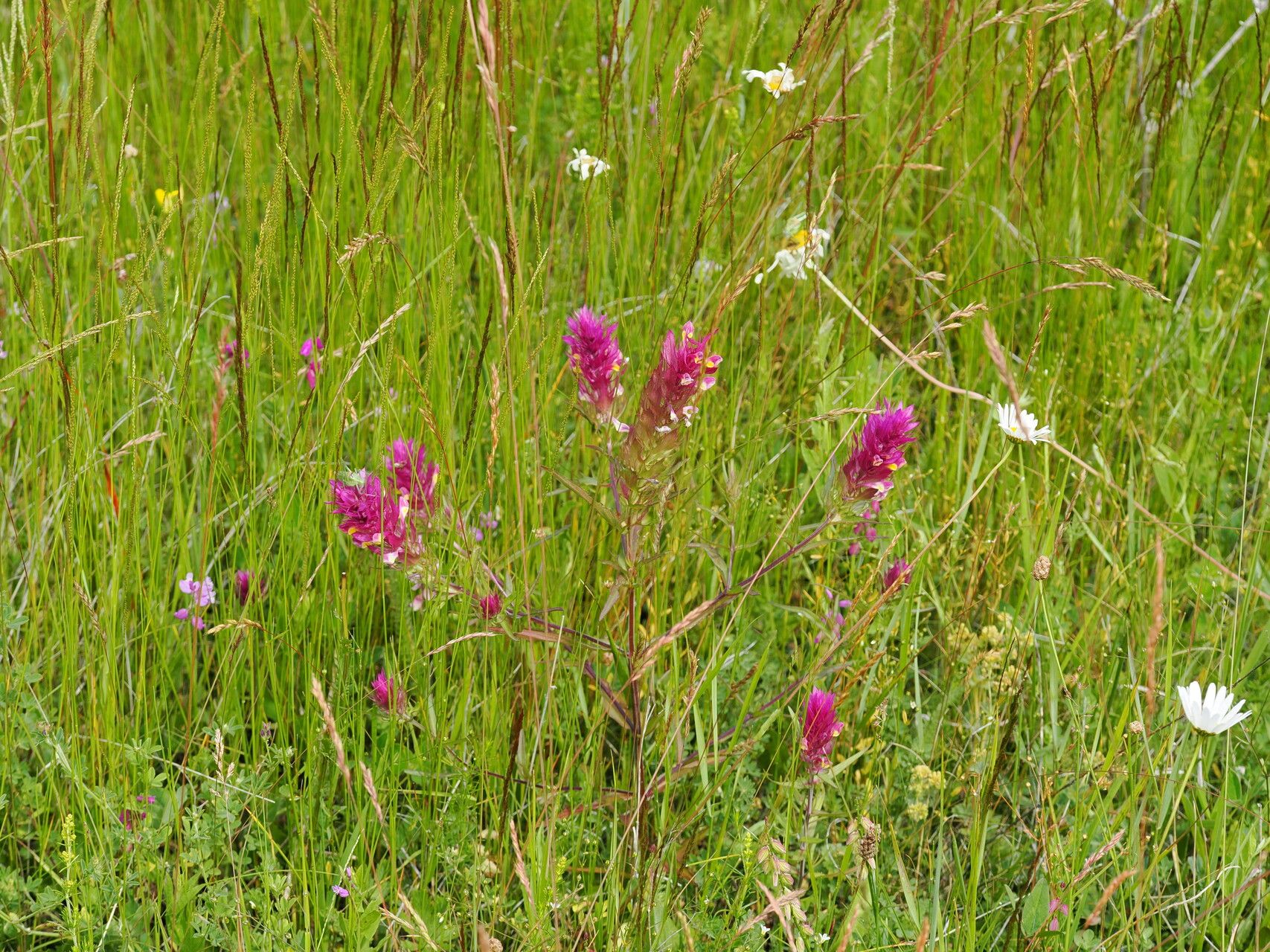 Melampyrum caucasicum habit