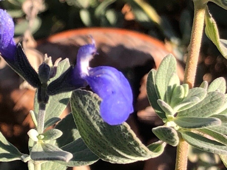 Salvia chamaedryoides flower