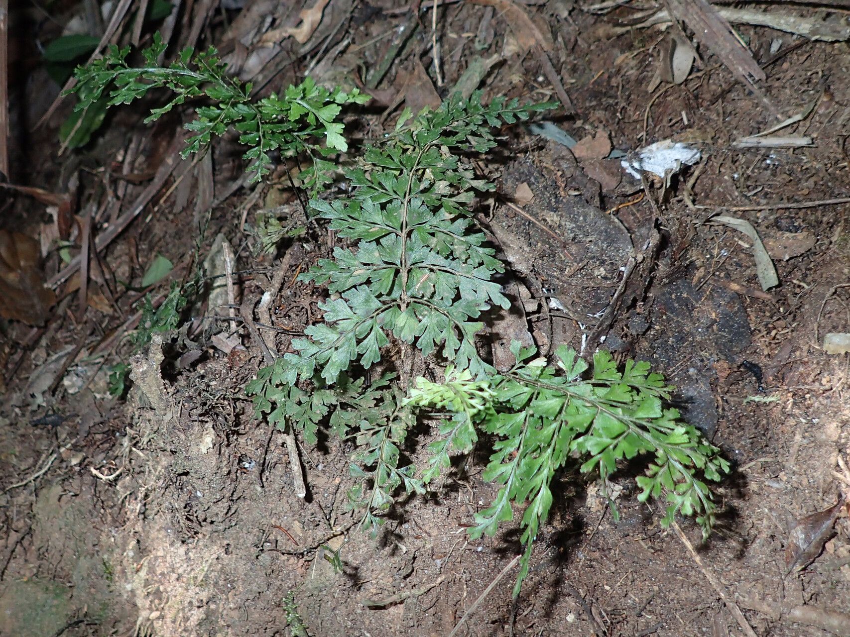 Odontosoria flabellifolia — houseplant care guide