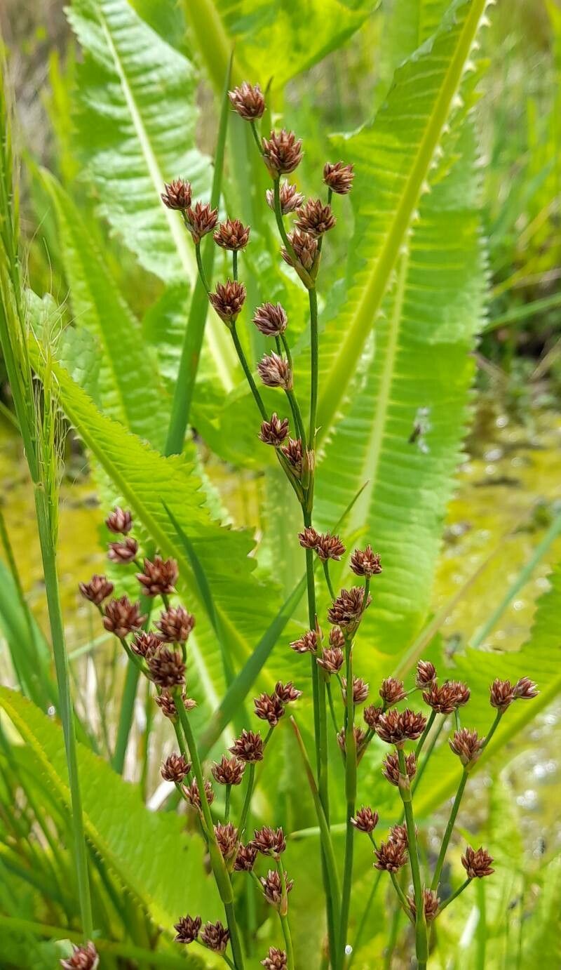 Juncus microcephalus — search result for 'Juncus'