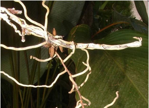 Campylocentrum fasciola other