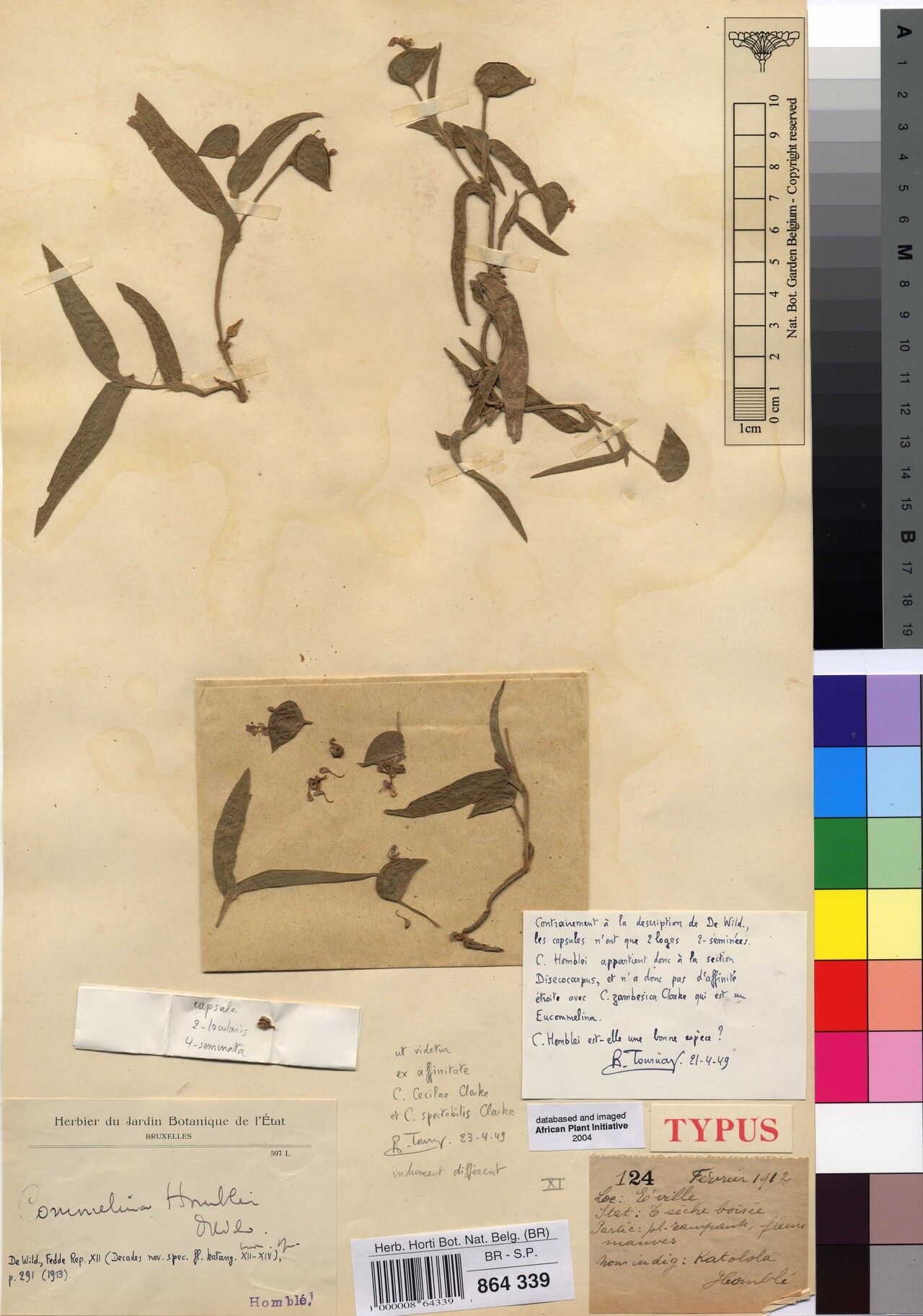 Commelina homblei — search result for 'Commelina'