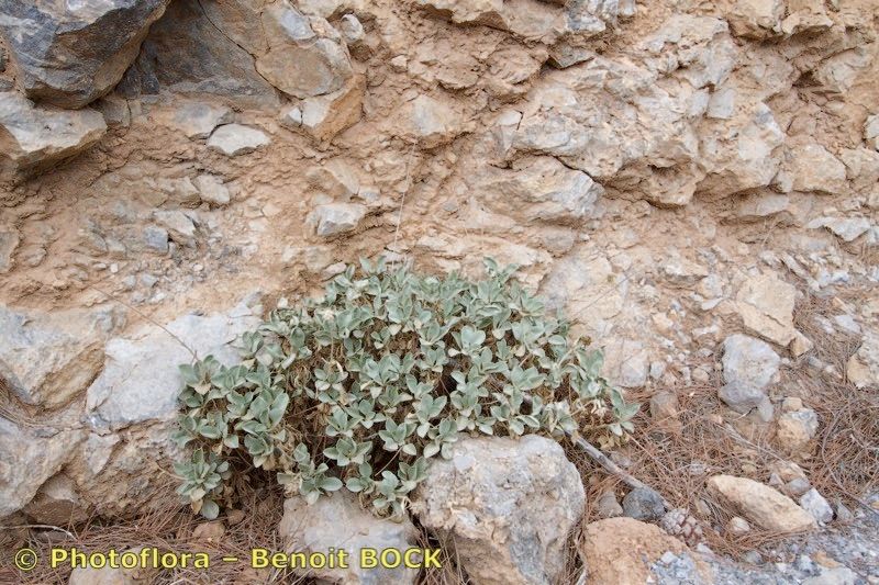Lomelosia minoana habit