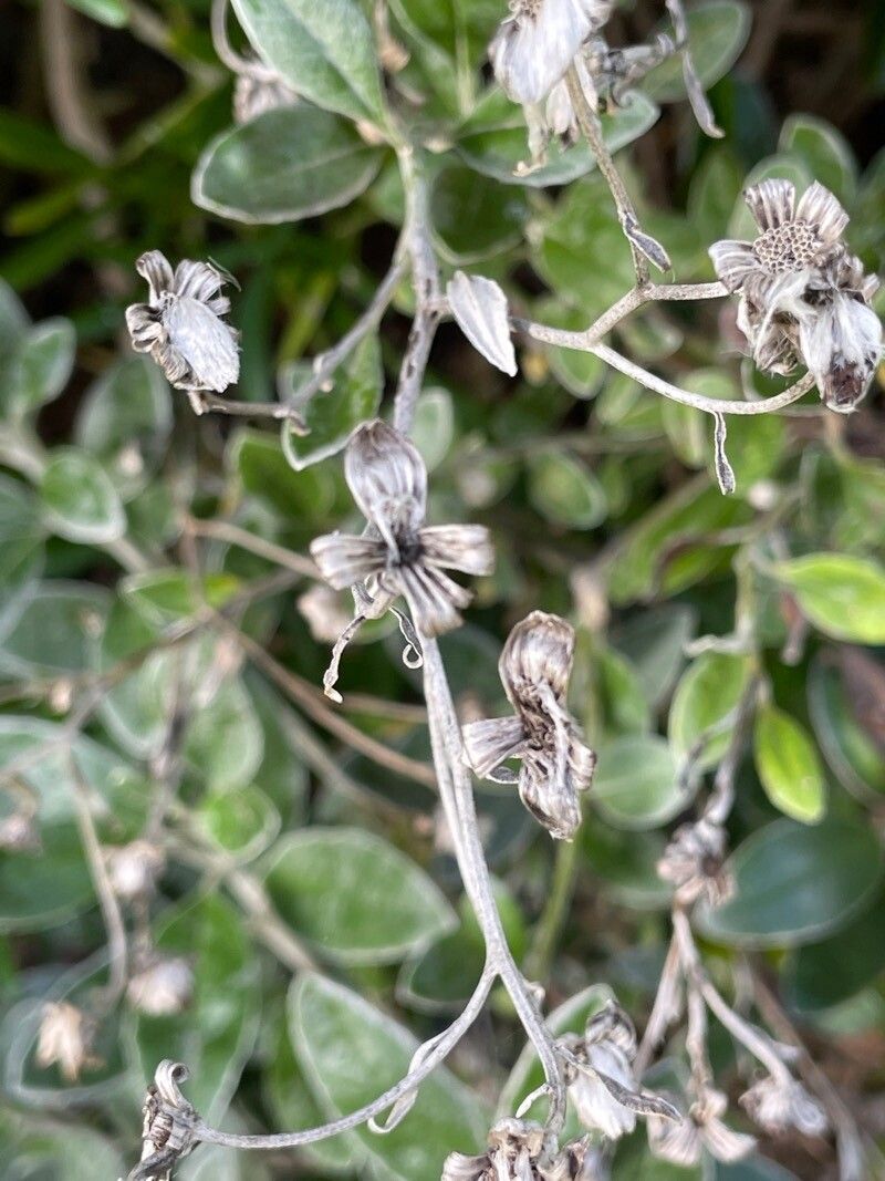 Brachyglottis greyi fruit