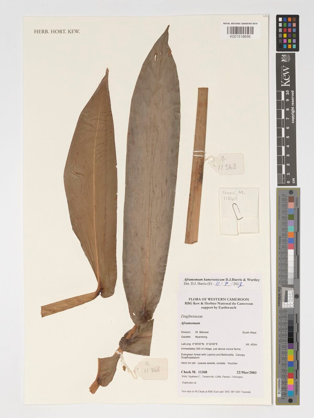 Aframomum kamerunicum — houseplant care guide