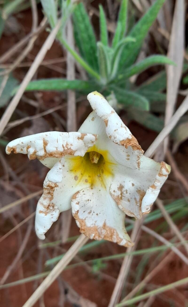 Mandevilla virescens flower