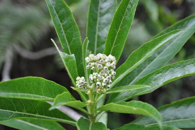 Psiadia laurifolia flower