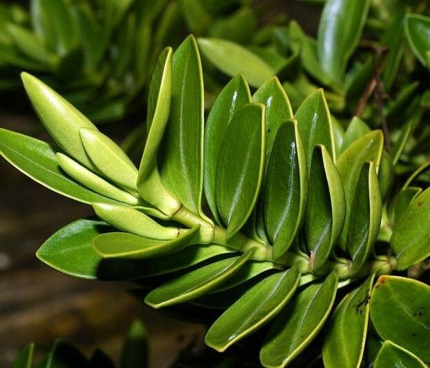 Veronica treadwellii — houseplant care guide