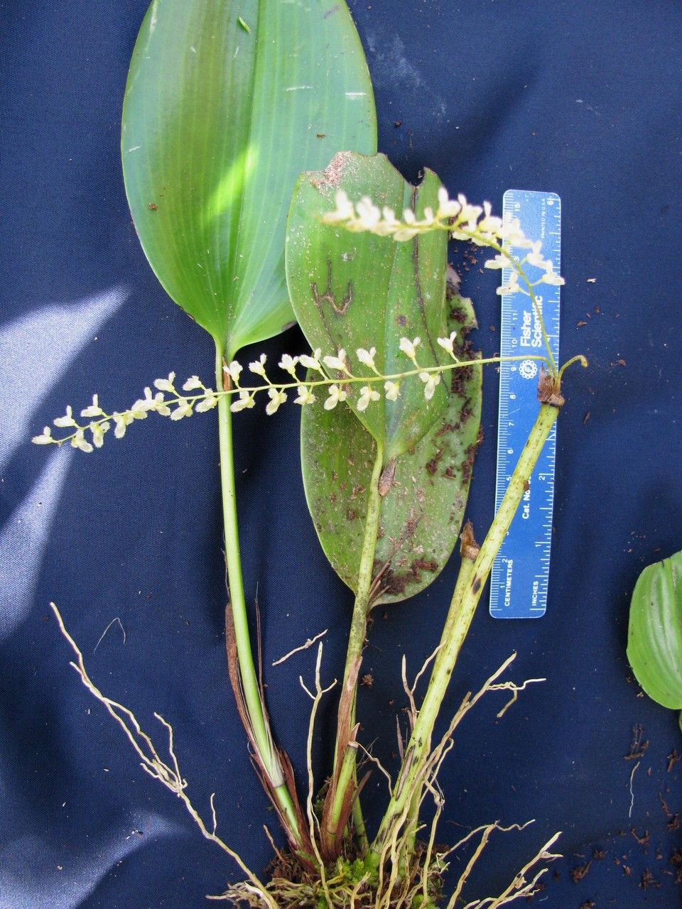 Stelis gelida other
