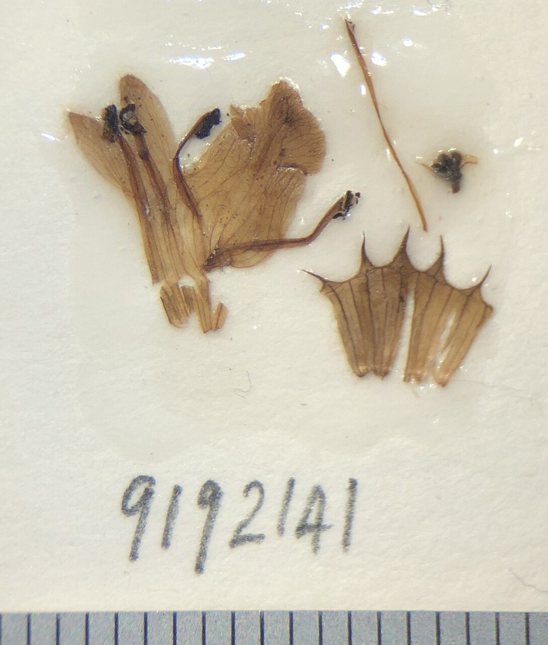 Stachys rigida other