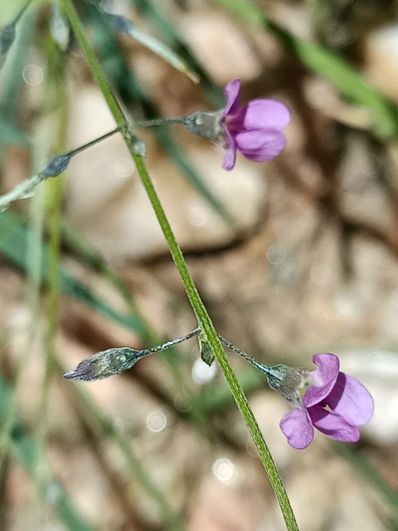 Tephrosia dregeana flower