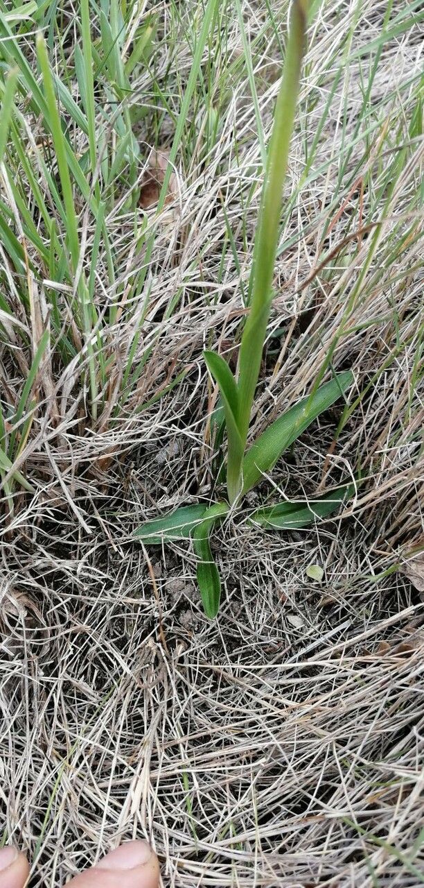 Anacamptis picta leaf