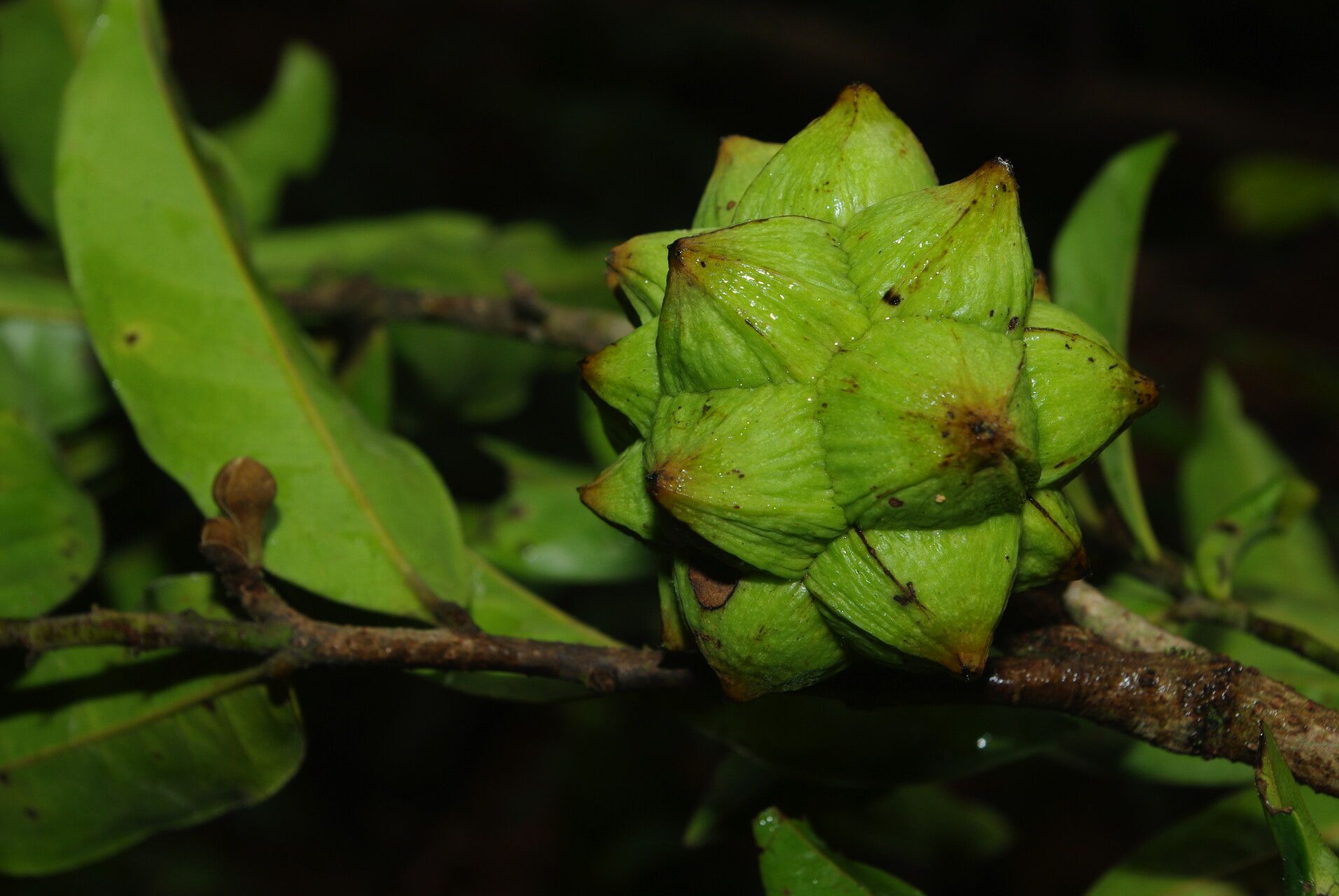Duguetia barteri fruit