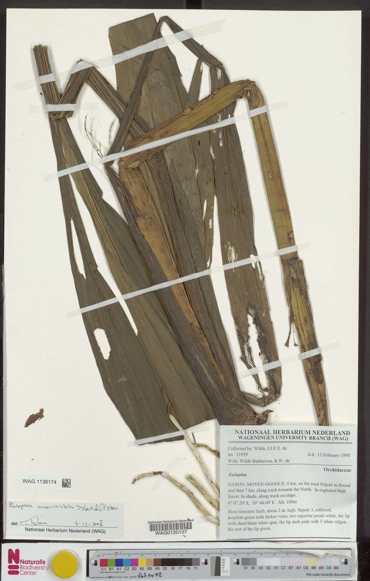 Eulophia magnicristata — houseplant care guide