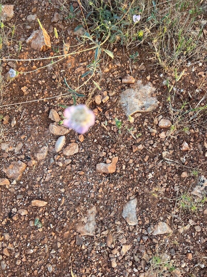 Sixalix arenaria — related species from the same genus