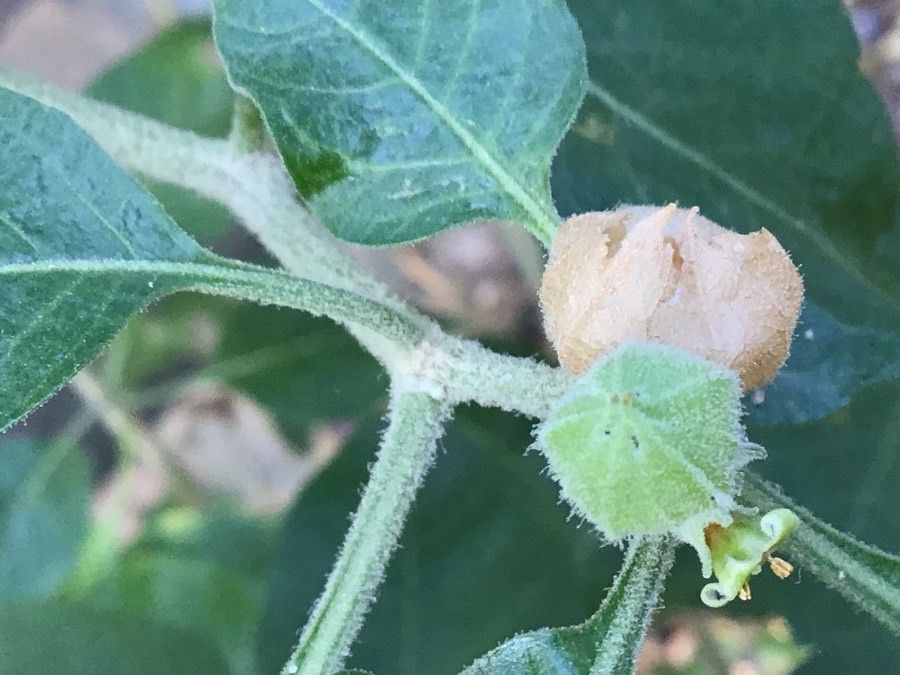 Withania frutescens flower