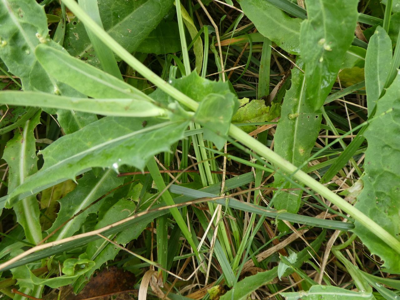 Sonchus maritimus leaf
