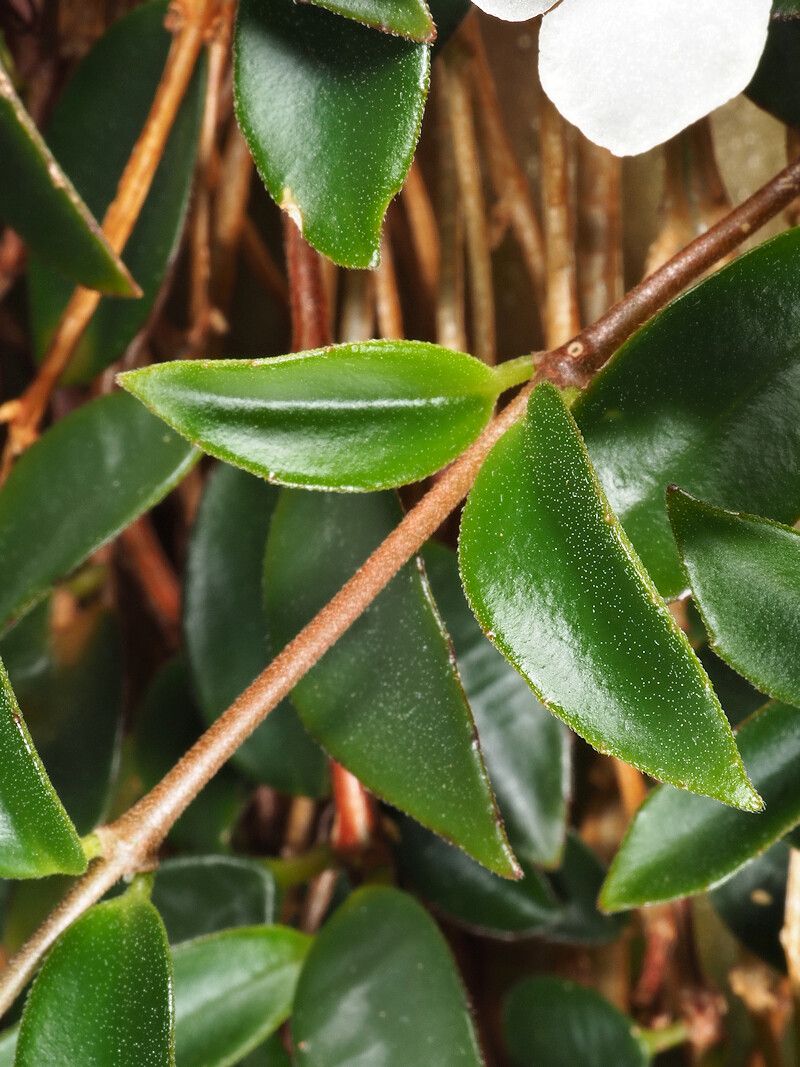 Codonanthe crassifolia — related species from the same genus