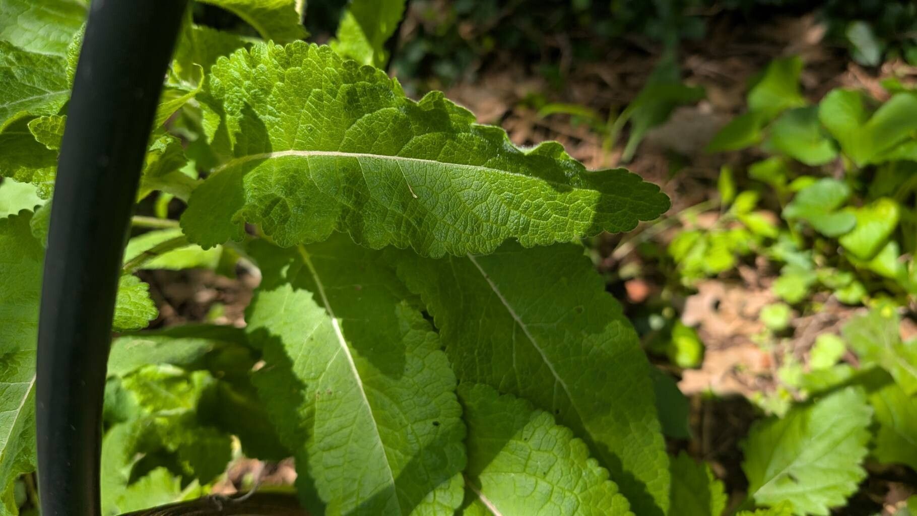 Berlandiera texana — search result for 'Berlandiera'