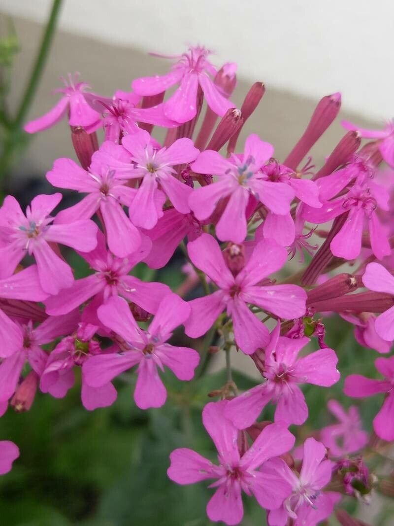 Atocion armeria flower