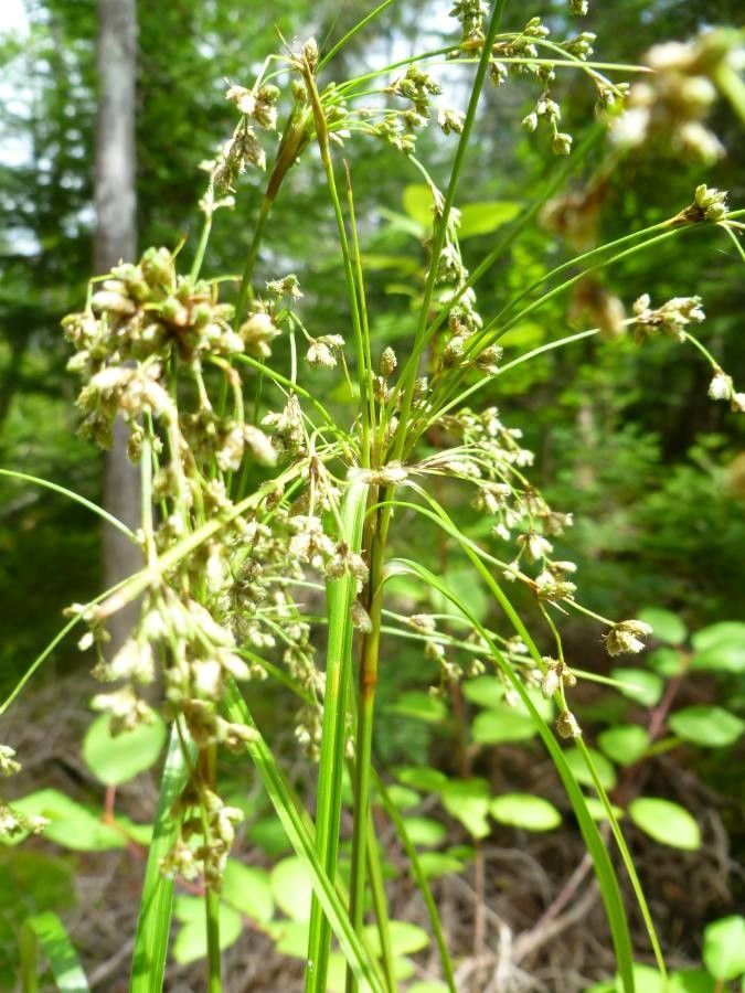 Scirpus cyperinus fruit