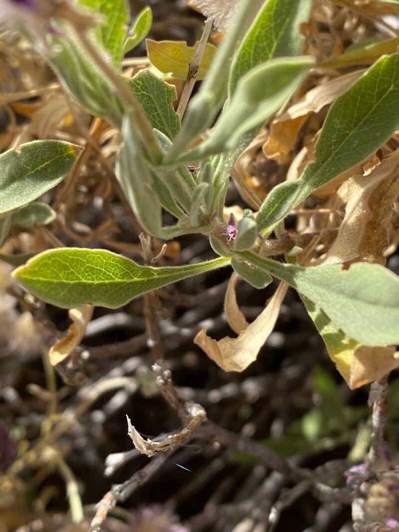 Pterocephalus porphyranthus leaf