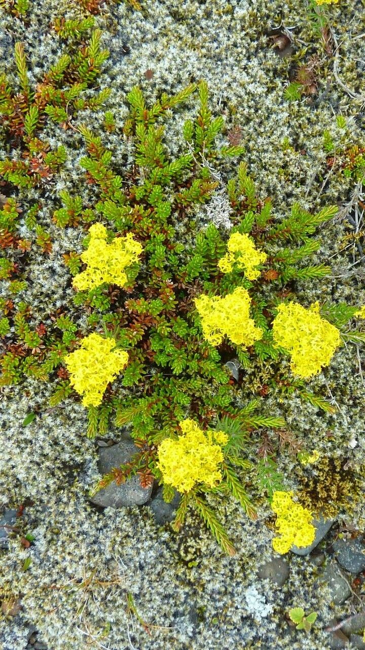 Empetrum nigrum flower