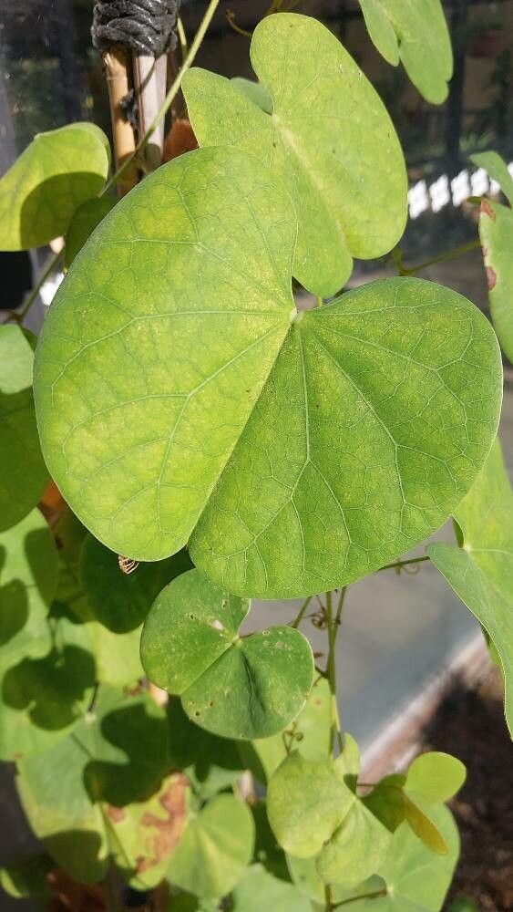 Tylosema fassoglensis leaf