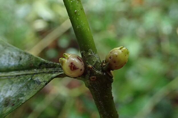 Lasianthus kilimandscharicus fruit