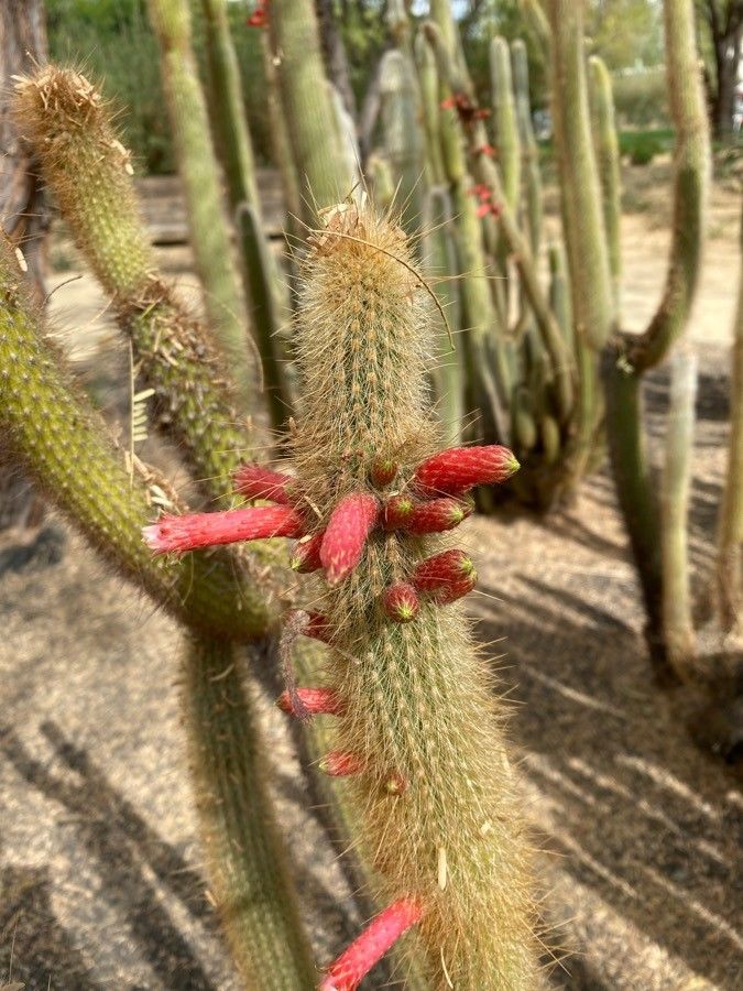 Cleistocactus viridiflorus fruit
