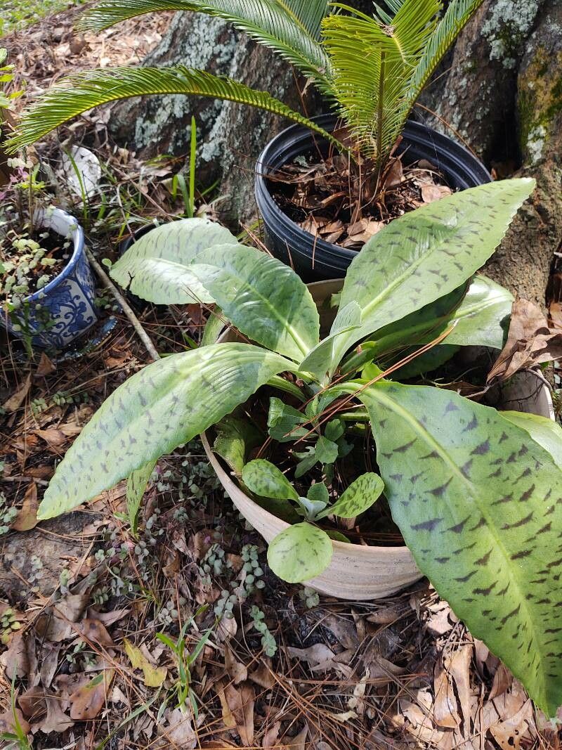 Kalanchoe gastonis-bonnieri habit