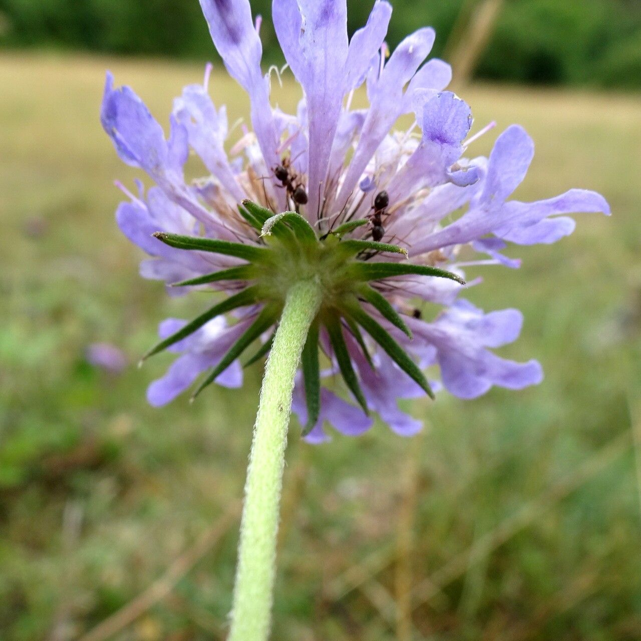 Scabiosa cinerea flower