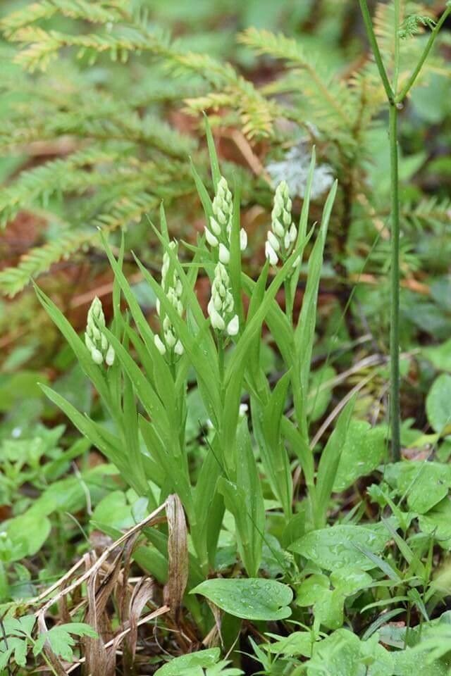 Polygala senega flower