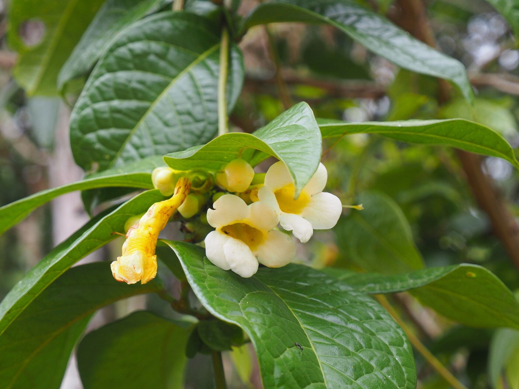 Anemopaegma paraense flower