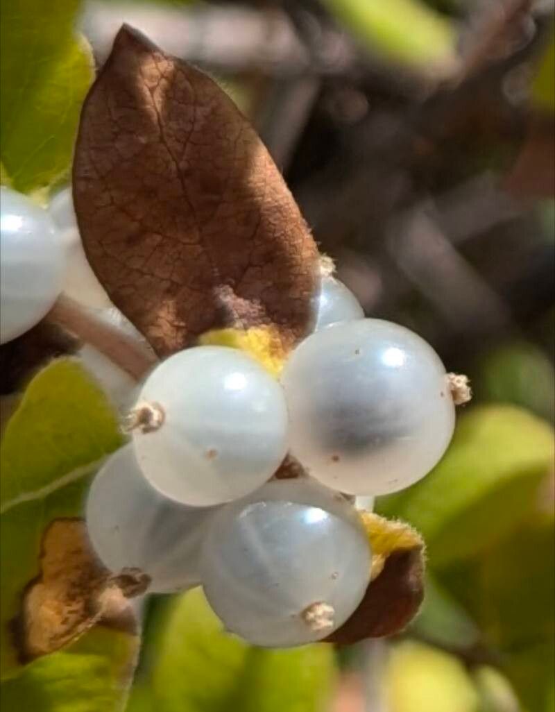 Lonicera arborea fruit